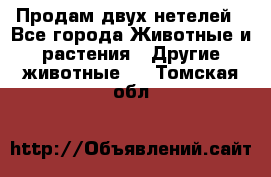 Продам двух нетелей - Все города Животные и растения » Другие животные   . Томская обл.